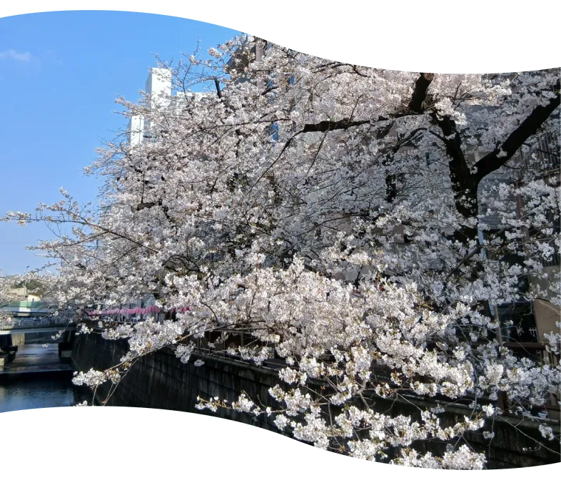 目黒川の桜